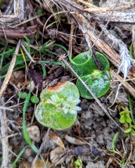 Lupinus densiflorus densiflorus
