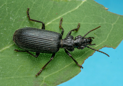 Helluonidius