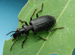 Helluonidius