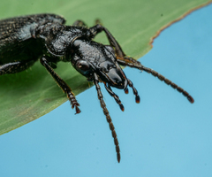 Helluonidius