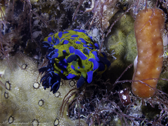 Tambja verconis