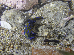 Tambja verconis