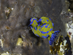 Tambja verconis
