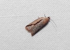 Meritastis