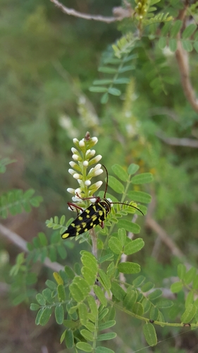 Mesquite Borer photo 5