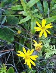 Brachyglottis lagopus