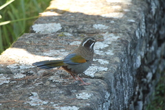 Trochalopteron morrisonianum