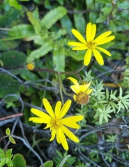 Brachyglottis lagopus