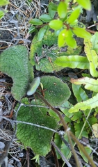 Brachyglottis lagopus