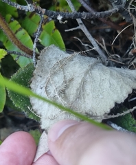 Brachyglottis lagopus