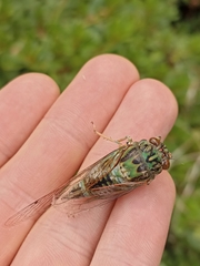 Amphipsalta
