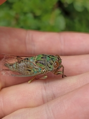 Amphipsalta