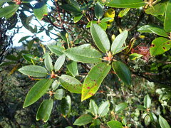 Rhododendron pseudochrysanthum