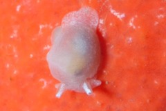 Pleurobranchaea tarda