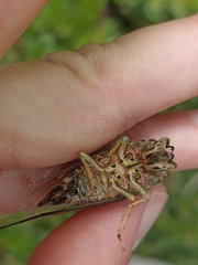 Amphipsalta