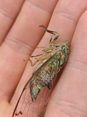 Amphipsalta