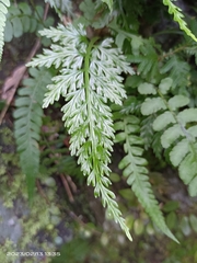 Asplenium ritoense