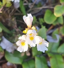 Euphrasia cuneata