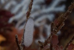 Pleurobranchaea tarda