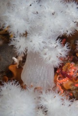 Pseudonephthea liltvedi