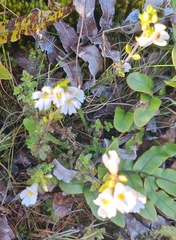 Euphrasia cuneata