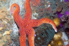 Fromia schultzei