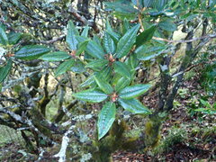 Rhododendron pseudochrysanthum