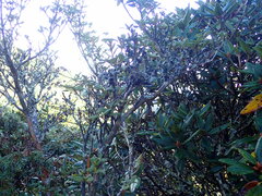 Rhododendron rubropilosum taiwanalpinum