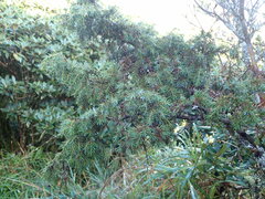 Juniperus formosana