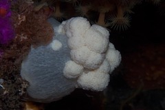 Pseudonephthea liltvedi