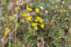 Bupleurum aureum