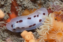 Aphelodoris sp-a