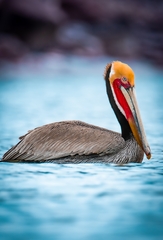 Pelecanus occidentalis