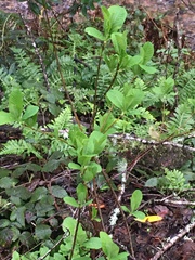 Oemleria cerasiformis