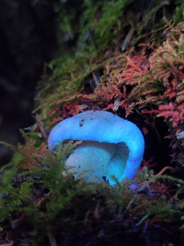 Hebeloma sp. 'CA04'