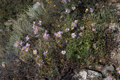 Chrysanthemum sinuatum