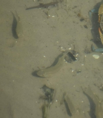 Fundulus grandis