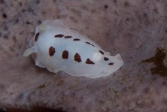 Aphelodoris sp-a