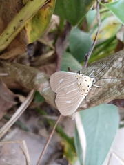 Asota producta