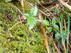 Tripterospermum microphyllum