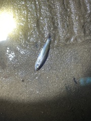 Characiformes