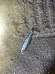 Characiformes