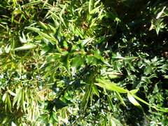 Ilex bioritsensis