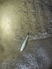 Characiformes
