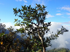 Rhododendron pseudochrysanthum