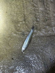 Characiformes