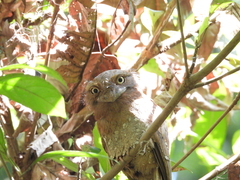 Batrachostomus moniliger
