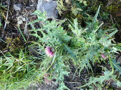 Cirsium arisanense