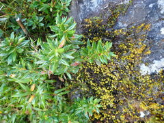 Berberis nantoensis