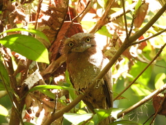 Batrachostomus moniliger